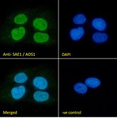Anti-SAE1/AOS1 antibody produced in goat affinity isolated antibody, buffered aqueous solution