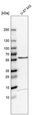 Anti-TOM1 antibody produced in rabbit Prestige Antibodies® Powered by Atlas Antibodies, affinity isolated antibody