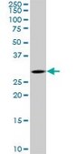 ANTI-TGIF2 antibody produced in mouse clone 5G1, purified immunoglobulin, buffered aqueous solution