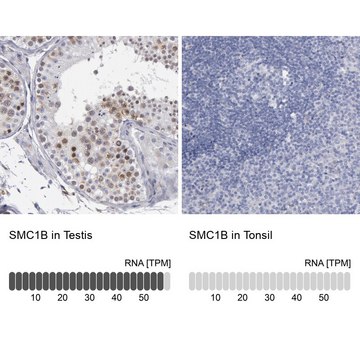 Anti-SMC1B antibody produced in rabbit Prestige Antibodies&#174; Powered by Atlas Antibodies, affinity isolated antibody, buffered aqueous glycerol solution