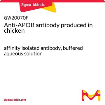 Anti-APOB antibody produced in chicken affinity isolated antibody, buffered aqueous solution