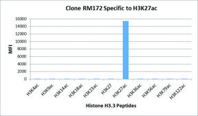 Anti-Acetyl-Histone H3 (Lys27) antibody, Rabbit monoclonal recombinant, expressed in HEK 293 cells, clone RM172, purified immunoglobulin