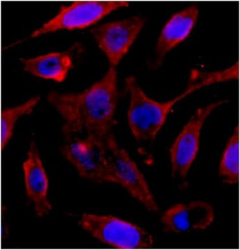 Anti-beta-Actin Antibody, clone RM112 clone RM112, from rabbit