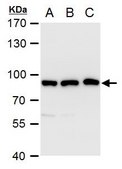 Anti-VPS35 (C-terminal) antibody produced in rabbit affinity isolated antibody, buffered aqueous solution