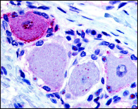 Anti-MRGPRX2 (AB2) antibody produced in rabbit affinity isolated antibody, buffered aqueous solution