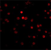Anti-Rim3 antibody produced in rabbit affinity isolated antibody, buffered aqueous solution