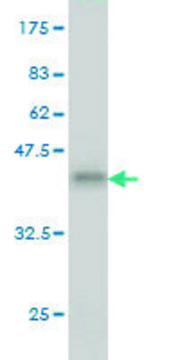 Monoclonal Anti-PDE3B antibody produced in mouse clone 4A4, purified immunoglobulin, buffered aqueous solution