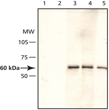 Anti-AMPK&#945; antibody produced in rabbit affinity isolated antibody, buffered aqueous solution