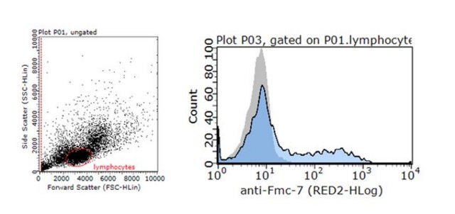 Anti-Fmc-7 (B-Cell Lymphocyte Marker), clone Fmc-7 Antibody clone Fmc-7, from mouse