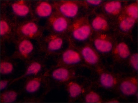 Anti-Drosha antibody produced in rabbit ~1.0&#160;mg/mL, affinity isolated antibody