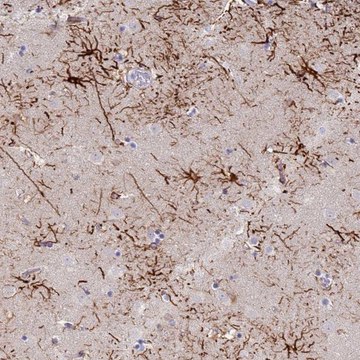 Anti-STK25 antibody produced in rabbit Prestige Antibodies&#174; Powered by Atlas Antibodies, affinity isolated antibody, buffered aqueous glycerol solution