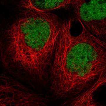 Anti-MIER1 antibody produced in rabbit Prestige Antibodies&#174; Powered by Atlas Antibodies, affinity isolated antibody