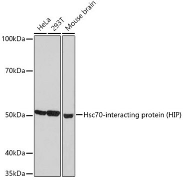 Anti-Hsc70-interacting protein (HIP) Antibody, clone 4A3G8, Rabbit Monoclonal