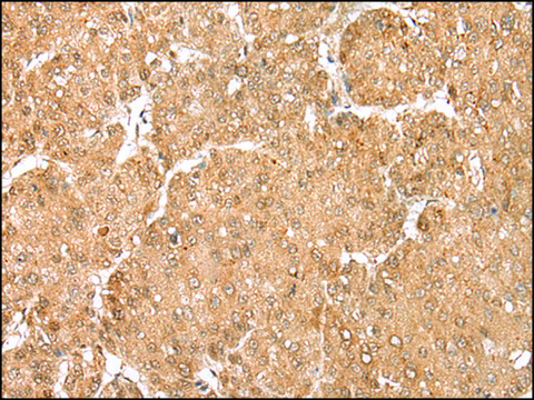 Anti-MAFA affinity isolated antibody