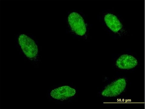 Monoclonal Anti-GBX2 antibody produced in mouse clone 2D8, purified immunoglobulin, buffered aqueous solution