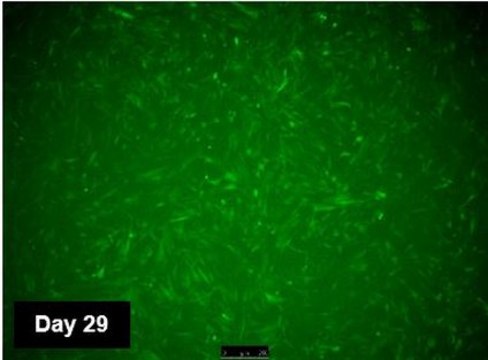 TagGFP2 Simplicon RNA to determine optimal transfection conditions to express the self-replicating RNA in cell lines