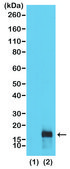 Anti-Dimethyl Histone H3 (Lys79) antibody, Rabbit monoclonal recombinant, expressed in HEK 293 cells, clone RM181, purified immunoglobulin