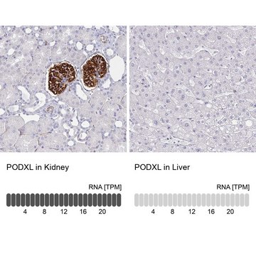 Monoclonal Anti-PODXL antibody produced in mouse Prestige Antibodies&#174; Powered by Atlas Antibodies, clone CL0308, purified immunoglobulin, buffered aqueous glycerol solution