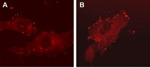 LentiBrite Paxillin-RFP Lentiviral Biosensor