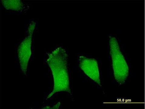 Anti-APBB1 antibody produced in mouse IgG fraction of antiserum, buffered aqueous solution