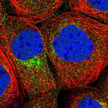 Anti-CPEB4 antibody produced in rabbit Prestige Antibodies&#174; Powered by Atlas Antibodies, affinity isolated antibody, buffered aqueous glycerol solution