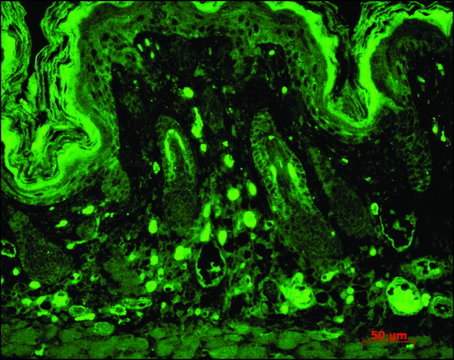 Monoclonal Anti-DLG4 antibody produced in mouse clone 7E3, 1&#160;mg/mL, purified immunoglobulin