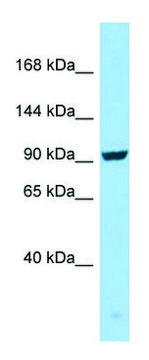 Anti-SEZ6 (C-terminal) antibody produced in rabbit affinity isolated antibody