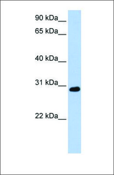 Anti-XBP1 antibody produced in rabbit affinity isolated antibody