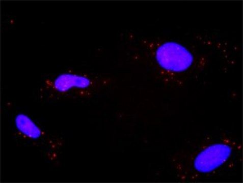 Monoclonal Anti-PPP2R1A antibody produced in mouse clone 4E6, purified immunoglobulin, buffered aqueous solution