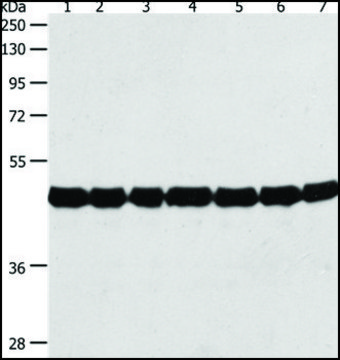 Anti-ACTIN antibody produced in rabbit affinity isolated antibody