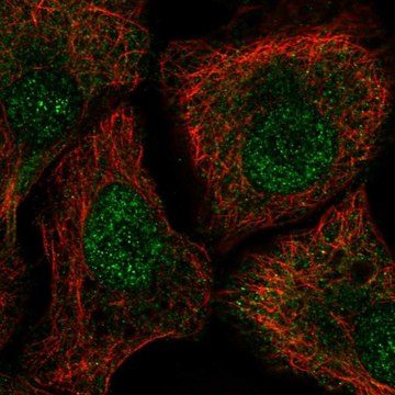 Anti-TUT1 antibody produced in rabbit Prestige Antibodies&#174; Powered by Atlas Antibodies, affinity isolated antibody