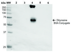 Monoclonal Anti-Dityrosine antibody produced in mouse clone 10A6