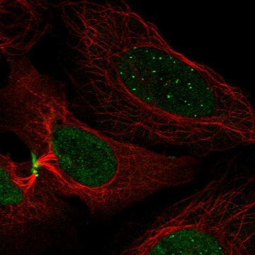 Anti-CENPC antibody produced in rabbit Prestige Antibodies&#174; Powered by Atlas Antibodies, affinity isolated antibody