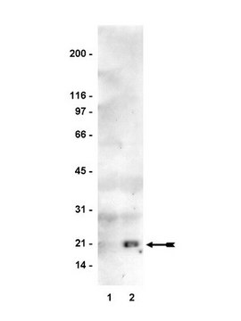 Ras Assay Reagent (Raf-1 RBD, agarose)