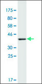 Monoclonal Anti-COL21A1 antibody produced in mouse clone 1G6, purified immunoglobulin, buffered aqueous solution