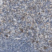 Anti-CD163L1 antibody produced in rabbit Prestige Antibodies® Powered by Atlas Antibodies, affinity isolated antibody, buffered aqueous glycerol solution