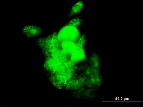 Monoclonal Anti-SMOC1 antibody produced in mouse clone 8F10, purified immunoglobulin, buffered aqueous solution