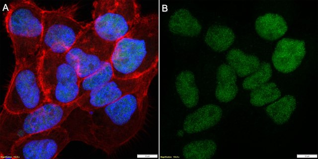 Anti-GINS2/PSF2 Antibody, clone 78C