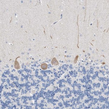 Anti-BPTF antibody produced in rabbit Prestige Antibodies&#174; Powered by Atlas Antibodies, affinity isolated antibody, buffered aqueous glycerol solution