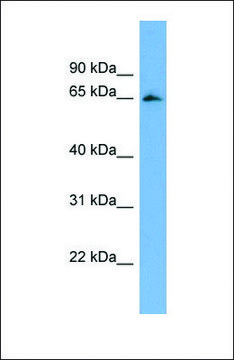 Anti-FBXL5 antibody produced in rabbit affinity isolated antibody