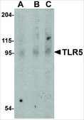 Anti-TLR5 antibody produced in rabbit affinity isolated antibody, buffered aqueous solution