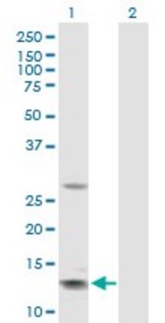 Anti-GHRH antibody produced in rabbit purified immunoglobulin, buffered aqueous solution