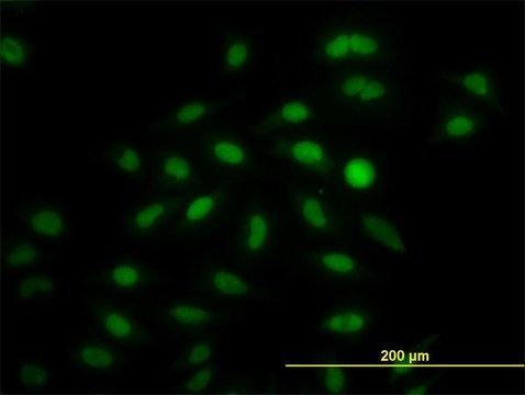 Monoclonal Anti-IRF2 antibody produced in mouse clone 3D6, purified immunoglobulin, buffered aqueous solution