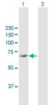 Anti-FLJ21963 antibody produced in mouse purified immunoglobulin, buffered aqueous solution