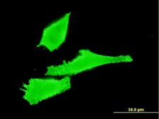 Monoclonal Anti-RAB42 antibody produced in mouse clone 3A2, purified immunoglobulin, buffered aqueous solution