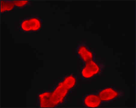 Monoclonal Anti-phospho-MDMX (pTyr99) antibody produced in mouse ~2&#160;mg/mL, clone PH-MDMX-169, purified immunoglobulin, buffered aqueous solution