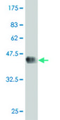 Monoclonal Anti-DMAP1 antibody produced in mouse clone 2G12, purified immunoglobulin, buffered aqueous solution