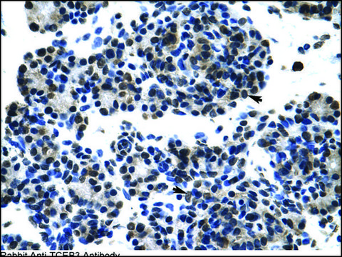 Anti-TCEB3 antibody produced in rabbit IgG fraction of antiserum