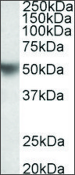 Anti-APOH antibody produced in goat affinity isolated antibody, buffered aqueous solution