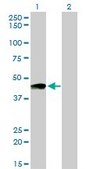 Monoclonal Anti-PTGIR antibody produced in mouse clone 4B10, purified immunoglobulin, buffered aqueous solution